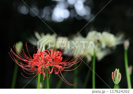 情熱の花 情熱の花 117624202