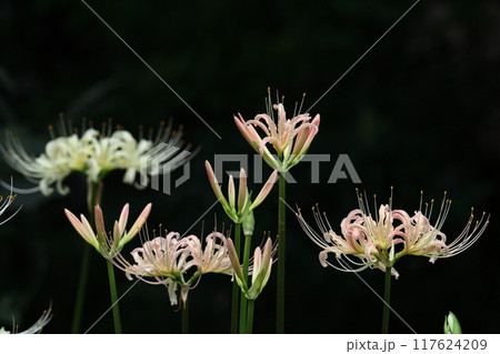 情熱の花 117624209