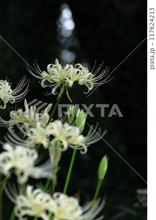 情熱の花 117624213