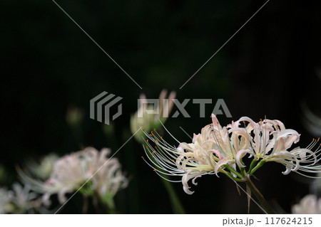 情熱の花 117624215