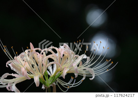 情熱の花 情熱の花 117624217