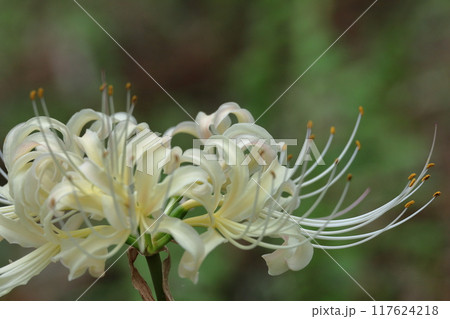 情熱の花 117624218