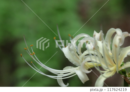 情熱の花 117624219