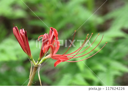 情熱の花 117624226