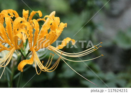 情熱の花 117624231