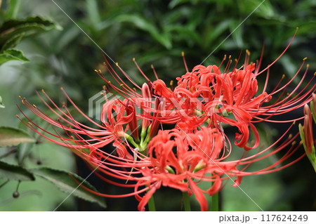情熱の花 情熱の花 117624249