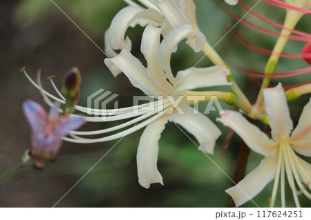 情熱の花 情熱の花 117624251