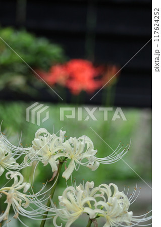 情熱の花 情熱の花 117624252