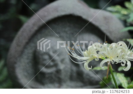 情熱の花 117624253