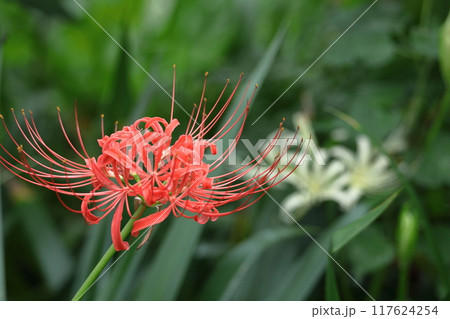 情熱の花 情熱の花 117624254