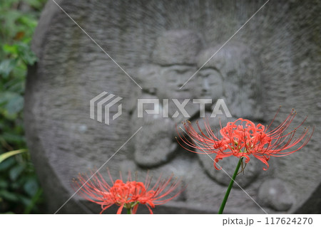 情熱の花 117624270
