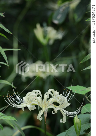 情熱の花 情熱の花 117624271