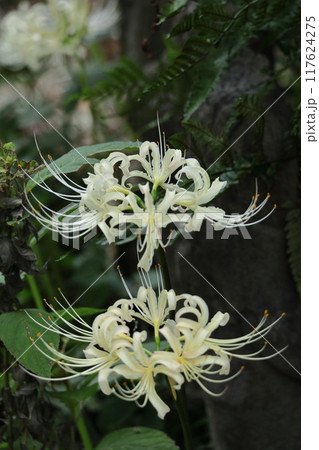 情熱の花 117624275