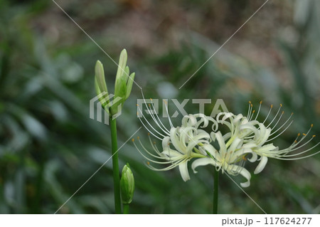 情熱の花 117624277