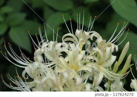 情熱の花 117624278