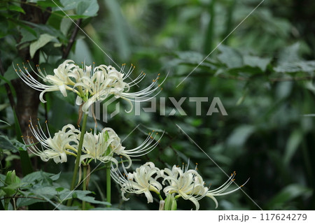 情熱の花 情熱の花 117624279