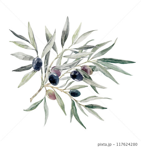 Beautiful hand drawn watercolor olive branch with black olives stock illustration. Beautiful hand drawn watercolor olive branch with black olives stock illustration. 117624280