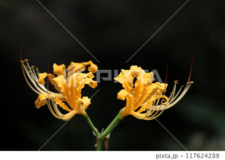 情熱の花 情熱の花 117624289