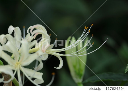 情熱の花 117624294