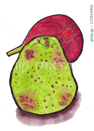手描きの水彩画(絵手紙)「イチジク」と「ラ・フランス」 117624402