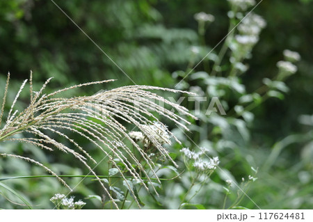 日本の秋を象徴する花 117624481
