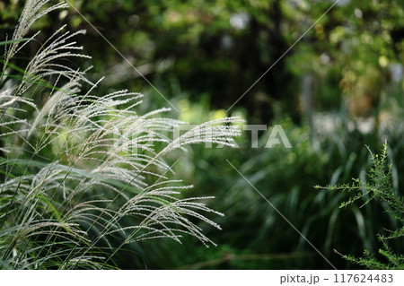 日本の秋を象徴する花 日本の秋を象徴する花 117624483