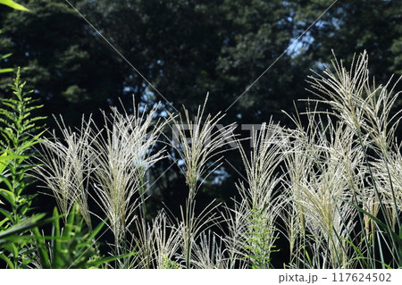 日本の秋を象徴する花 日本の秋を象徴する花 117624502