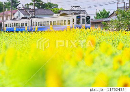 下兵庫こうふく駅のひまわり 117624524