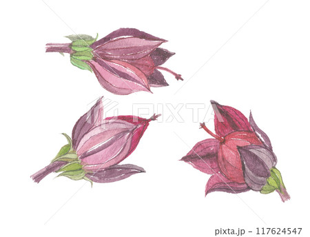 水彩で描いたローゼル 117624547