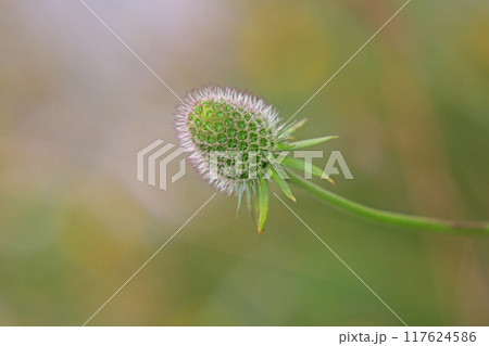 松虫草 松虫草 117624586