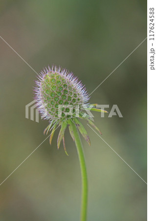 松虫草 松虫草 117624588