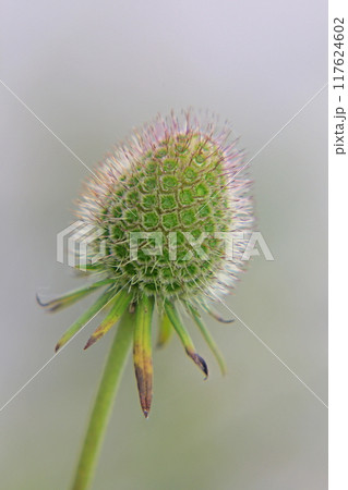 松虫草 117624602