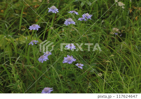 松虫草 松虫草 117624647