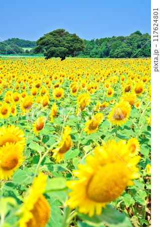 池上ひまわりパーク 117624801
