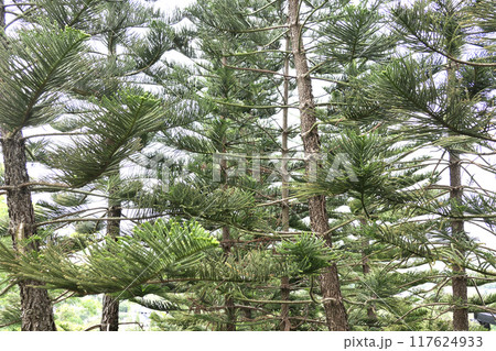 Many branches of pine tree leaves Many branches of pine tree leaves 117624933