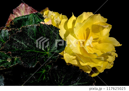Blooming Yellow terry Begonia on a black background 117625025