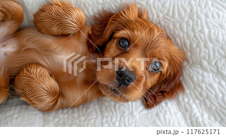 寝転ぶ子犬 117625171