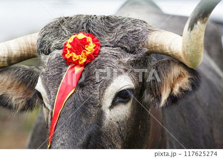 Close-up view of a Tudanca breed cow typical of northern Spain. 117625274