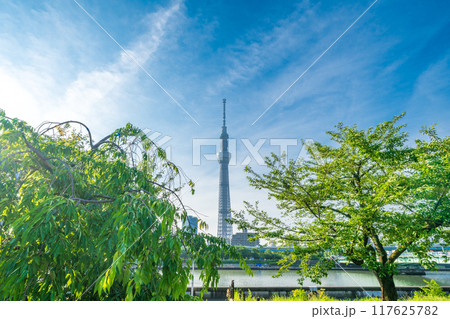 「東京都」新緑の隅田公園と東京スカイツリー 117625782