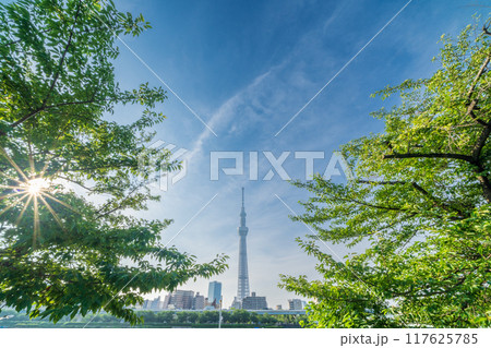 「東京都」新緑の隅田公園と東京スカイツリー 117625785