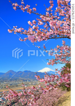 【神奈川県】快晴の富士山と河津桜（まつだ桜まつり） 117625851