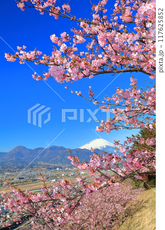 【神奈川県】快晴の富士山と河津桜（まつだ桜まつり） 117625852