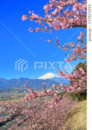 【神奈川県】快晴の富士山と河津桜（まつだ桜まつり） 117625853