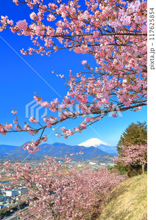 【神奈川県】快晴の富士山と河津桜（まつだ桜まつり） 117625854