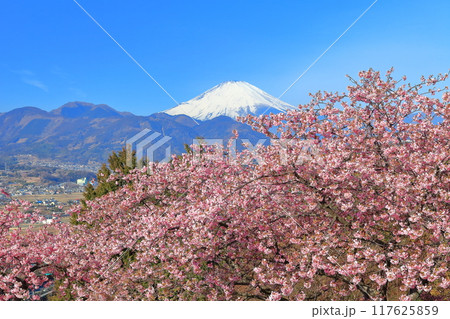 【神奈川県】快晴の富士山と河津桜（まつだ桜まつり） 117625859