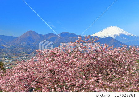 【神奈川県】快晴の富士山と河津桜(まつだ桜まつり) 【神奈川県】快晴の富士山と河津桜(まつだ桜まつり) 117625861
