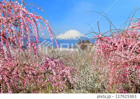 【神奈川県】快晴の曽我梅林と富士山 117625863