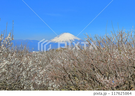 【神奈川県】快晴の曽我梅林と富士山 【神奈川県】快晴の曽我梅林と富士山 117625864