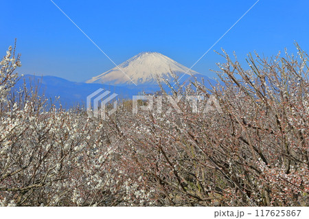 【神奈川県】快晴の曽我梅林と富士山 117625867