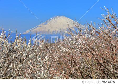 【神奈川県】快晴の曽我梅林と富士山 【神奈川県】快晴の曽我梅林と富士山 117625870